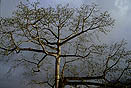 arbre en martinique