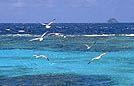les Grenadines