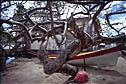 arbre en martinique
