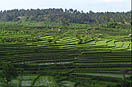 les rizières à Bali en Indonésie