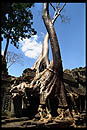 un fromager des temples d'Angkor au Cambodge en Asie du sud-est