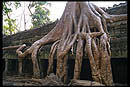 un fromager des temples d'Angkor au Cambodge en Asie du sud-est