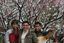 prunus en fleurs à la faculté de Wuhan en Chine