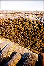 bois du Médoc