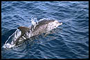 dauphins des îles Canaries