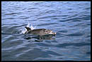 dauphins des îles Canaries