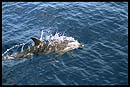 dauphins des îles Canaries