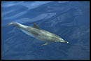 dauphins des îles Canaries