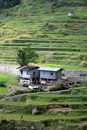 rizières aux Philippines