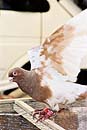 pigeon takla à Istanbul en Turquie