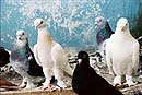 pigeon takla à Istanbul en Turquie