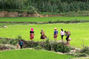rizières au nord du vietnam