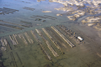 huitres du bassin d'arcachon