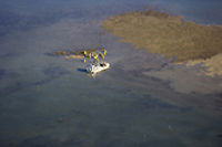 huitres du bassin d'arcachon