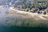 huitres du bassin d'arcachon