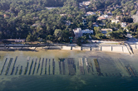 huitres du bassin d'arcachon