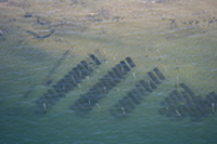 huitres du bassin d'arcachon