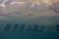 huitres du bassin d'arcachon