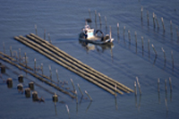 huitres du bassin d'arcachon