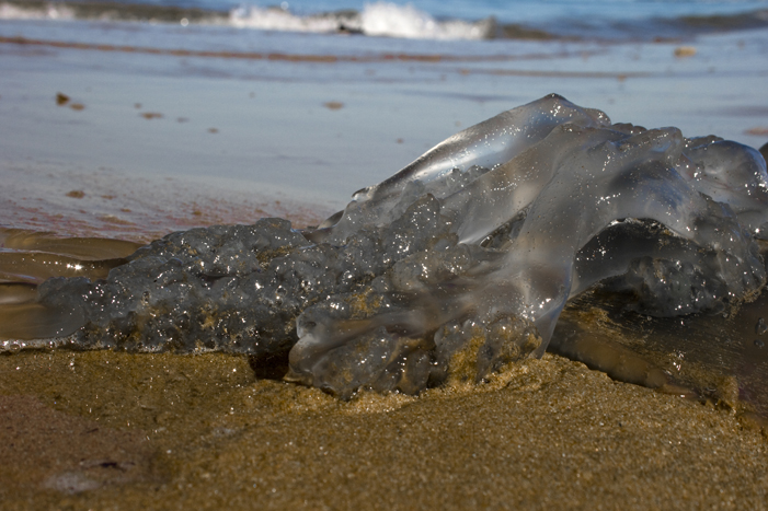 meduse lemaire