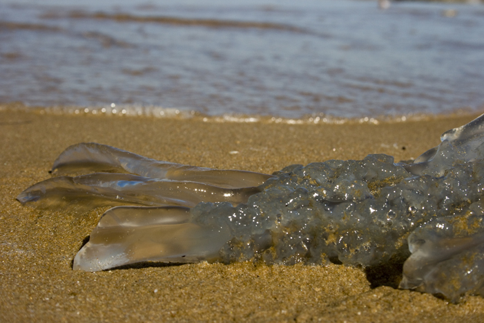 meduse lemaire