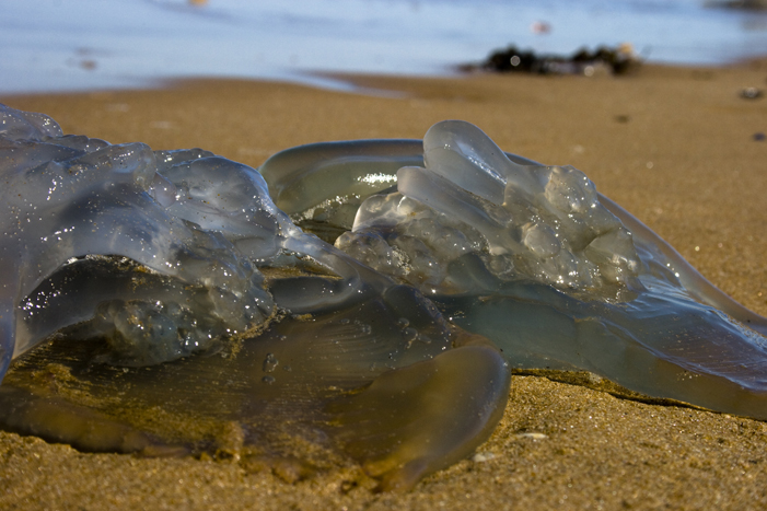 meduse lemaire