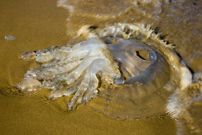 meduse lemaire