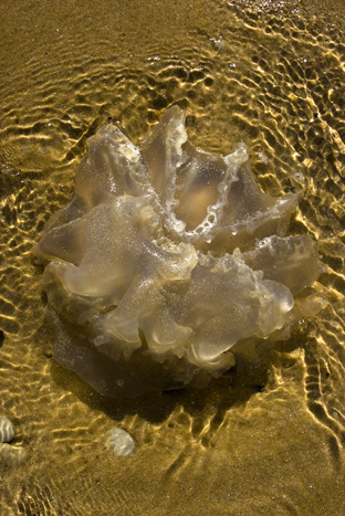 méduse lemaire
