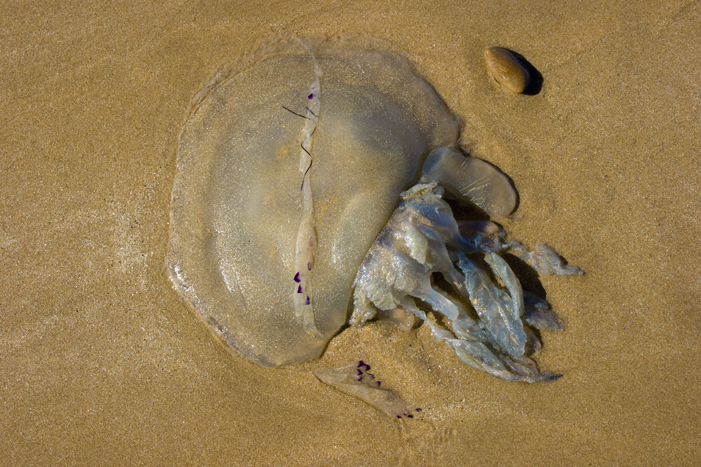 meduse lemaire