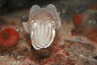 la rochelle aquarium