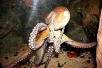 la rochelle aquarium