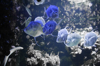 la rochelle aquarium