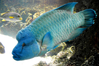 la rochelle aquarium