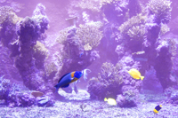 la rochelle aquarium