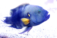 la rochelle aquarium