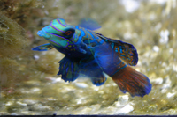 la rochelle aquarium