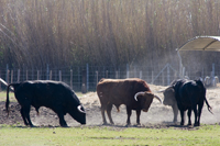 élevage de taureaux de corrida