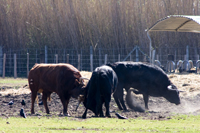 élevage de taureaux de corrida