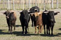 taureau de corrida