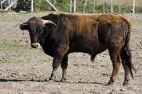 taureau de corrida