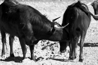 élevage de taureaux de corrida de JP Meynadier