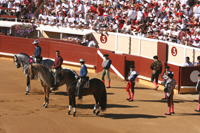 chevaux de corrida