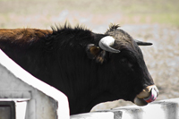 corrida arles