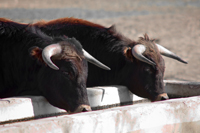 élevage de taureaux bodart 