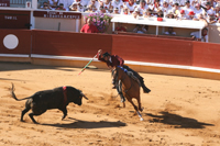 corrida et chevaux