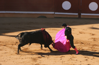 picadors en corrida