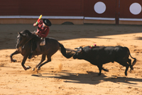 chevaux de corrida