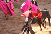 corrida et torero