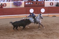 corrida et arène de bayonne