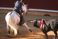 taureaux corrida